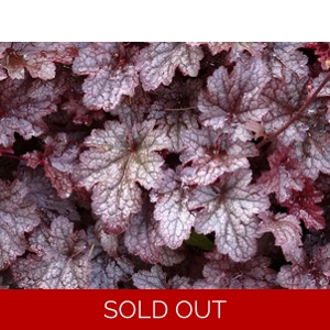 Heuchera 'Plum Pudding'
